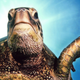 Illustration for article titled There is now a medical-insurance code for being struck by a turtle